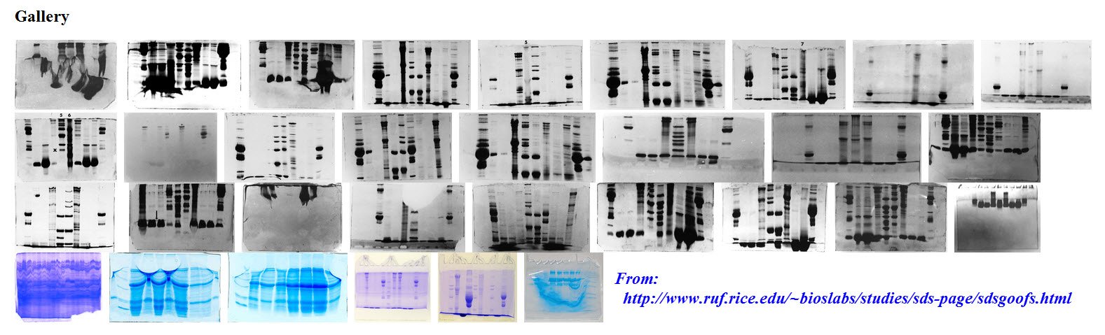 Western Blot Troubleshooting